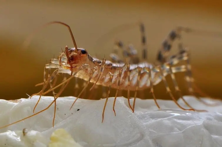 家里消灭害虫的办法,家里小蝇虫最有效的消灭方法