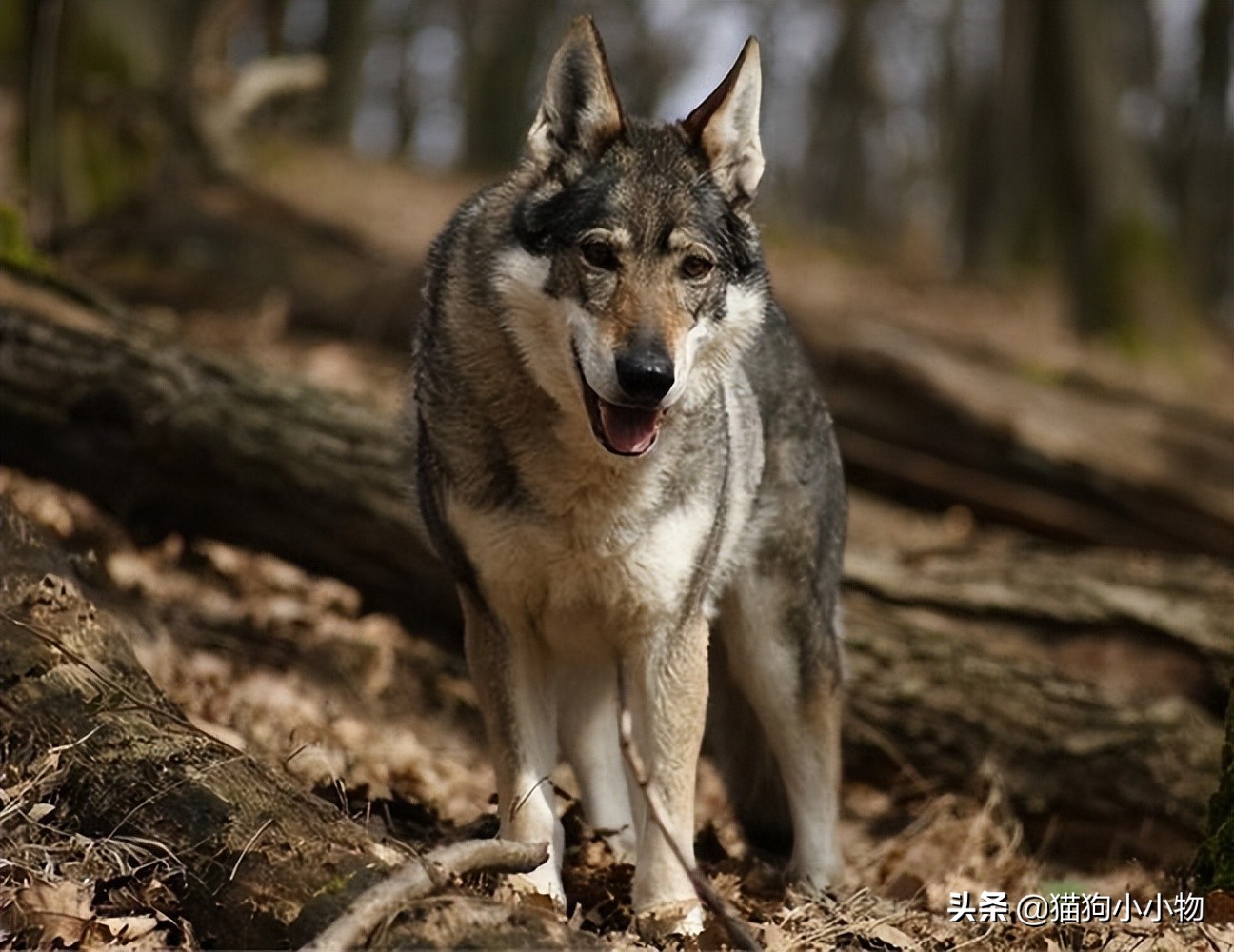捷克狼犬pk警犬,捷克狼犬vs高加索犬谁强