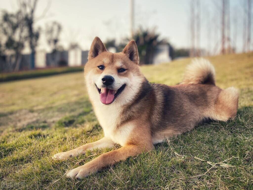 狗狗乳房有肿大，有硬块？看完就懂