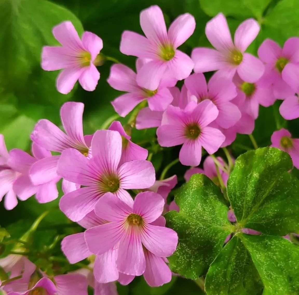 赏花旅游种什么花,春季去公园踏青上百种花让人眼花