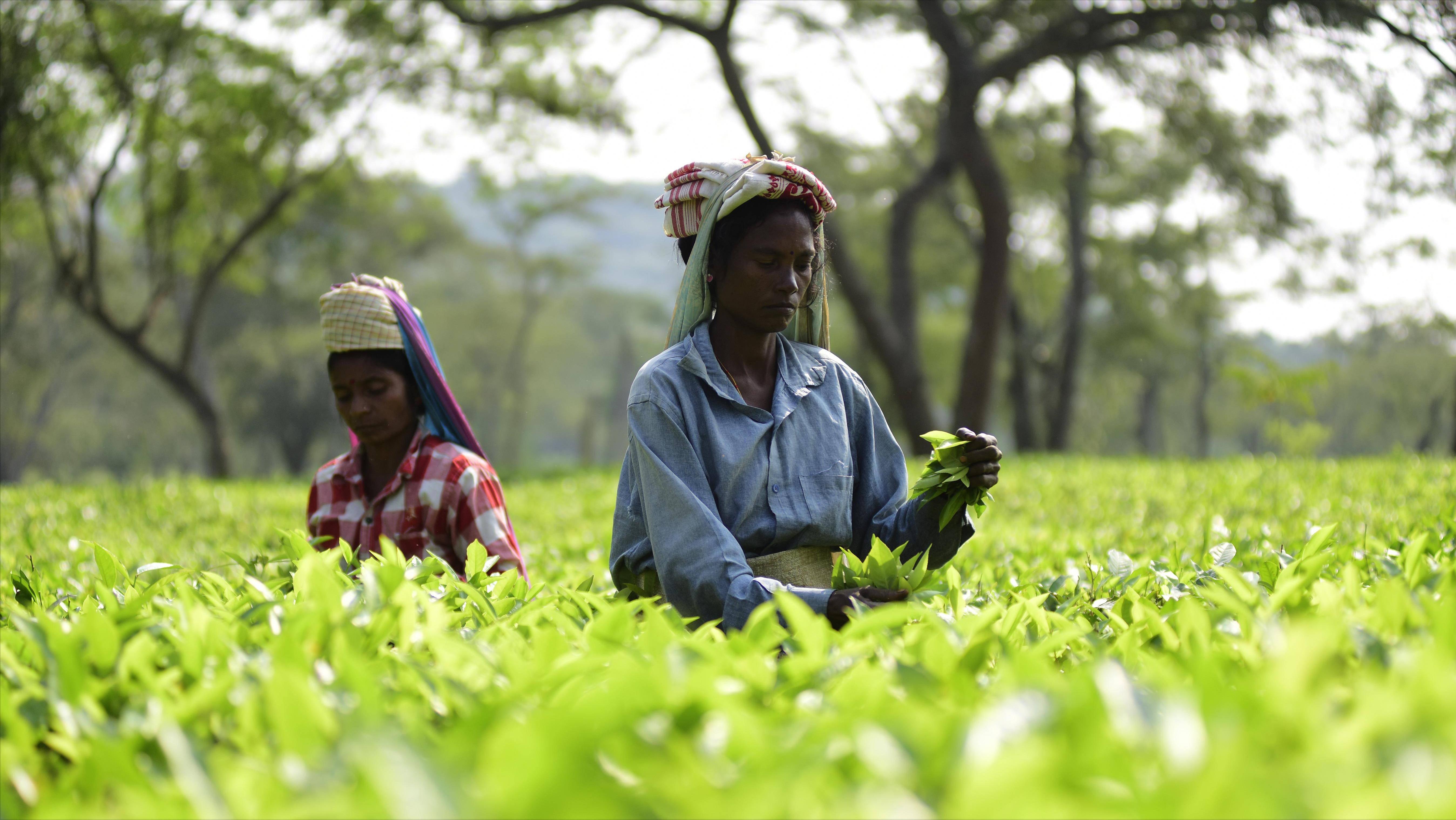 中国作为产茶大国，为何还花2亿从印度进口茶叶？难道比中国好？