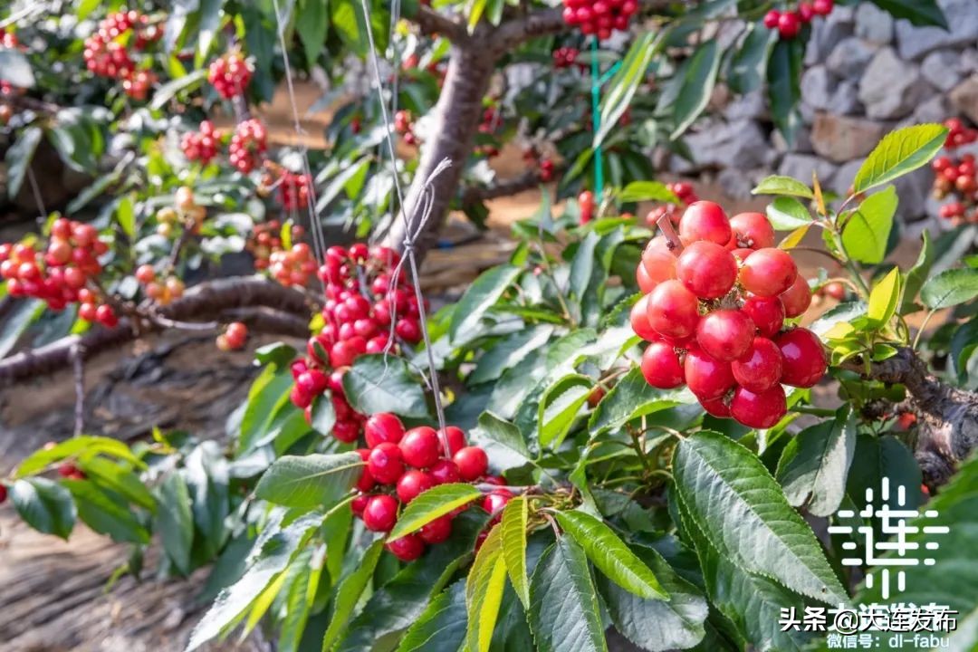 久等了！大连“早春第一果”