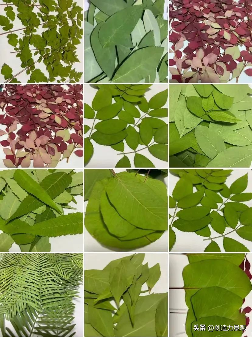 一花一草一世界原创花草,一花一草一世界花草之美