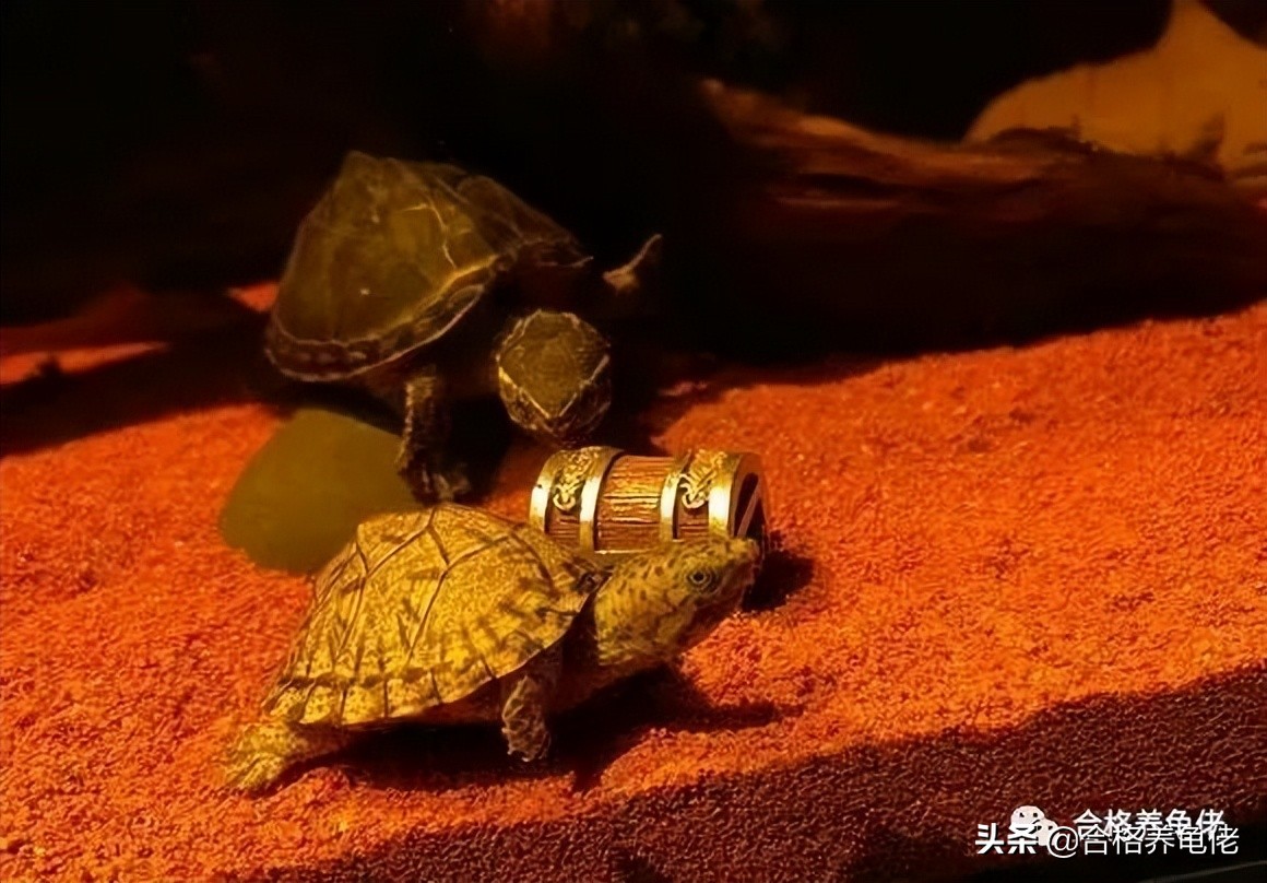 给刚出生的龟苗换水视频,养小龟苗怎么换水比较好