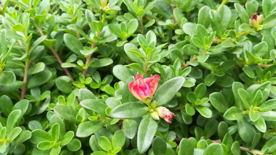 马齿苋其实是个宝！马齿苋的6大功效，你知道吗？看完涨见识了