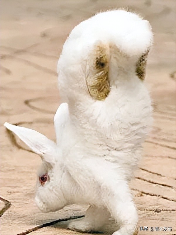 为什么有些兔子可以倒立行走,兔子居然还会练功