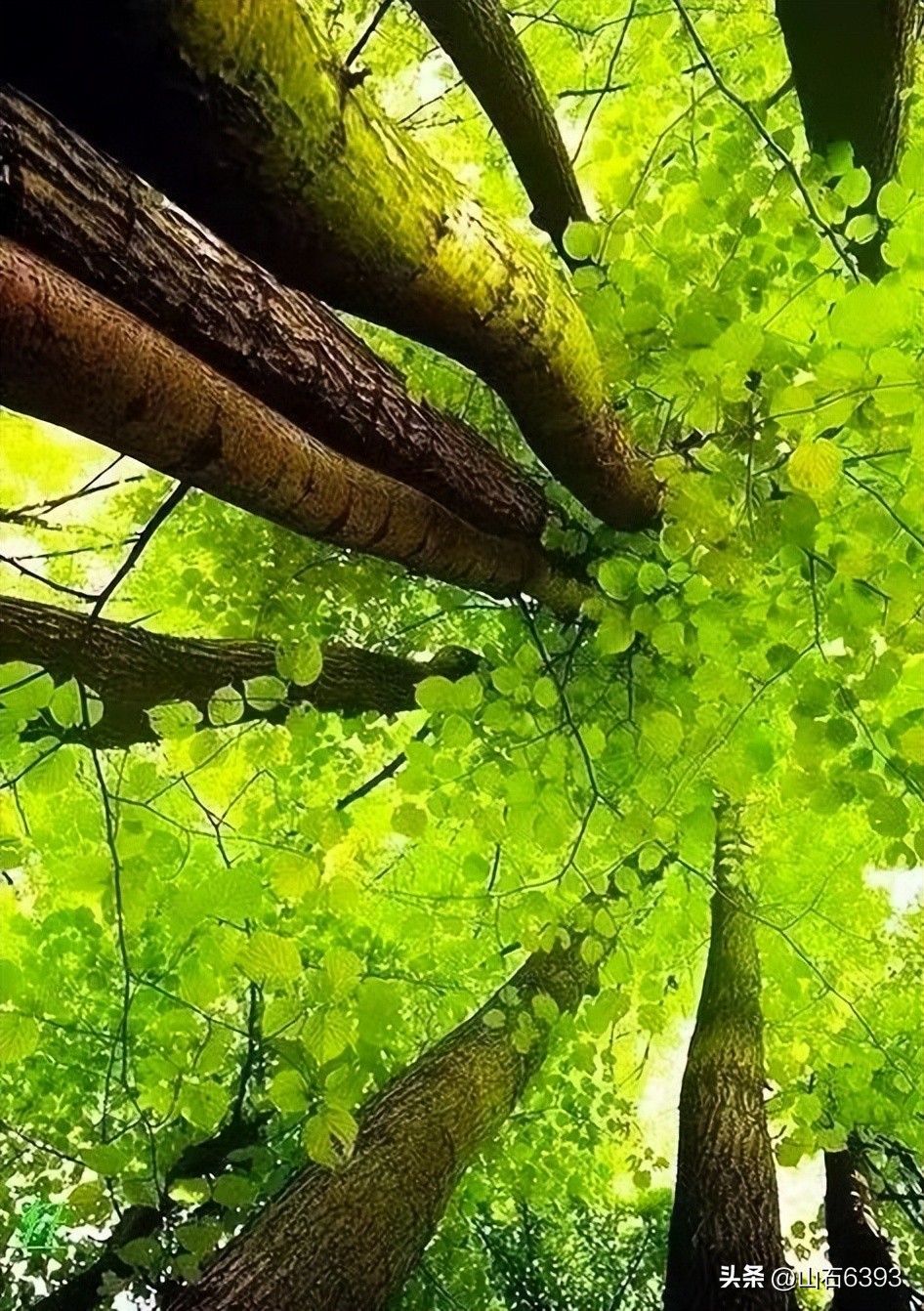 【战友美文】郭福成（天王福哥）：《*梦春**》（诗）