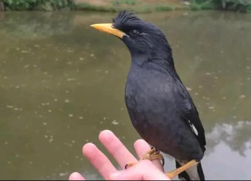 想让八哥学说话其实很简单,让八哥说话要做什么