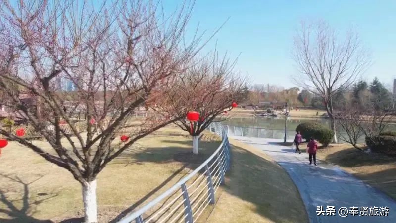 赏梅胜地梅园,赏梅好时节