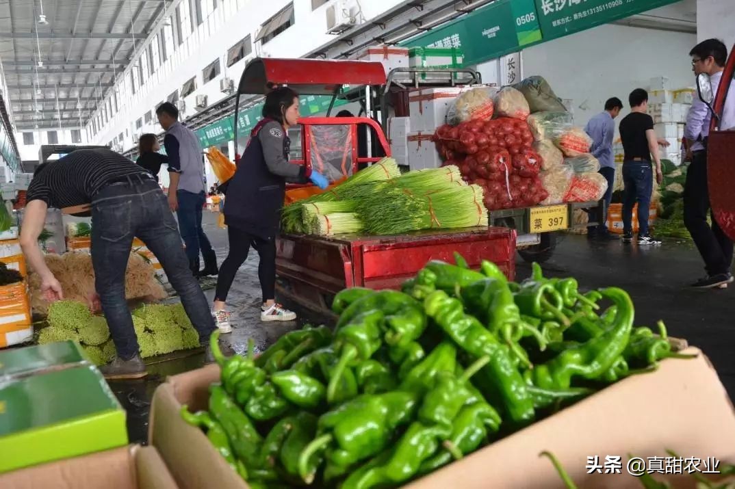 为什么蔬菜市场菜价不稳定,菜价轮番上涨怎么保住