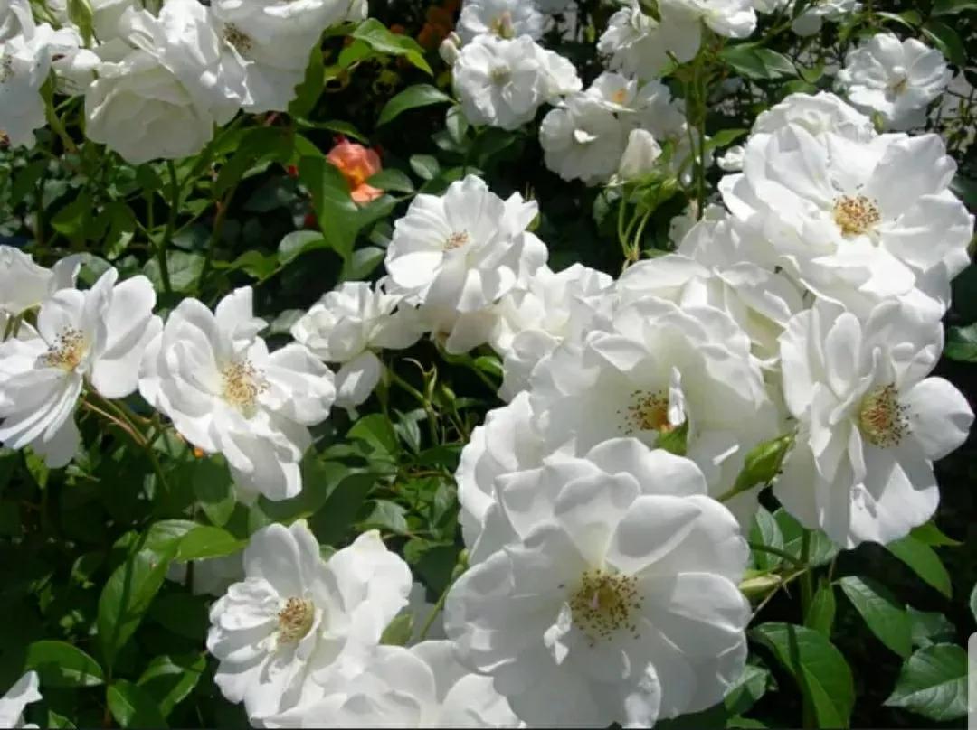 月季蔷薇玫瑰三者的区别图,蔷薇月季玫瑰的区别和联系