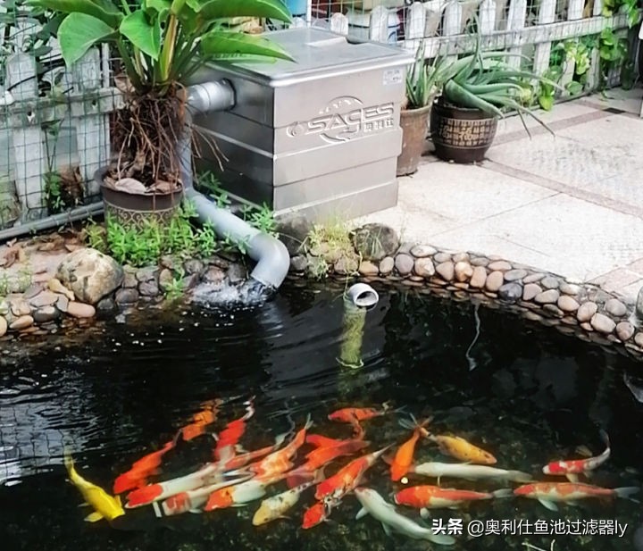室内鱼池有腥味怎么办,鱼池水出现腥味怎么办