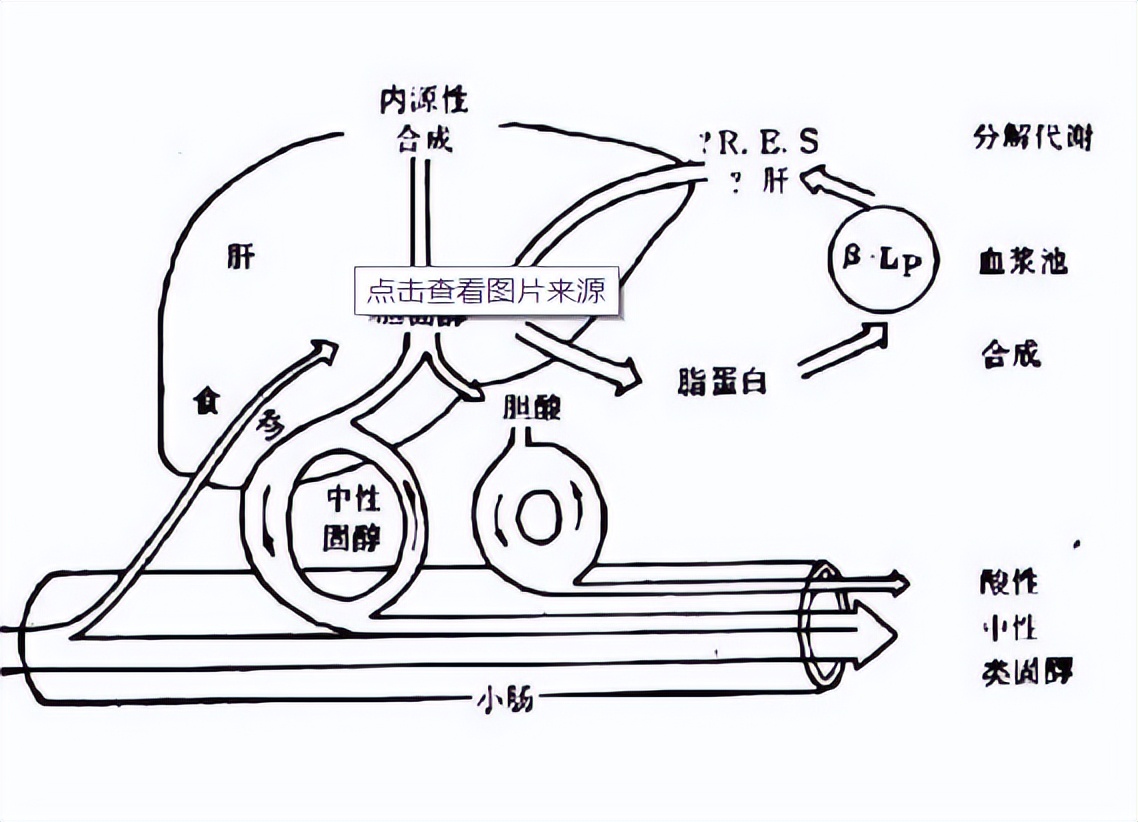 其他植物的类固醇合成难道不需要薯蓣作为参考吗？