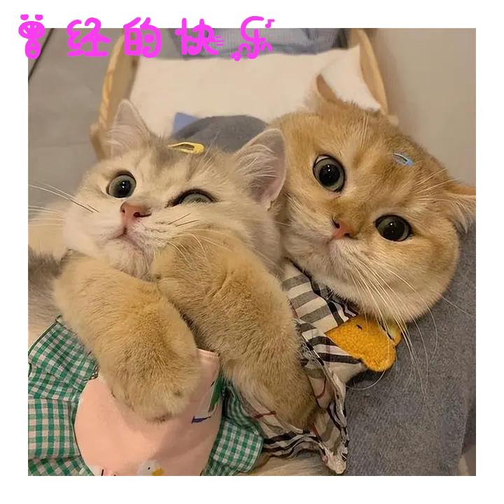 猫咪绝育的蛋蛋怎么处理,猫咪绝育蛋蛋怎么样才算恢复好了