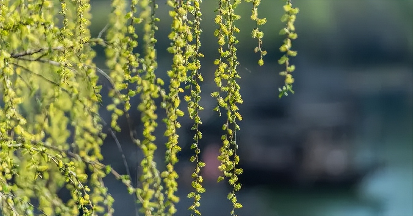 阎厹|有情堪向诗中老，无帽何妨醉横斜（原创诗词二十首）