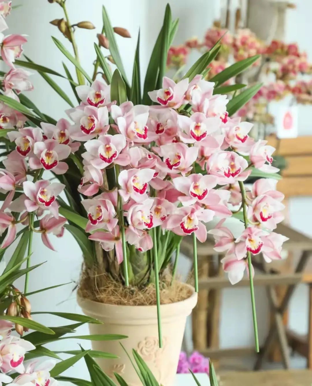 快来看看，兰花的世界真奇妙|壹木星球No.14