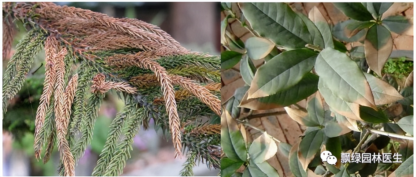 园林植物叶斑病,番茄梅雨季后病害