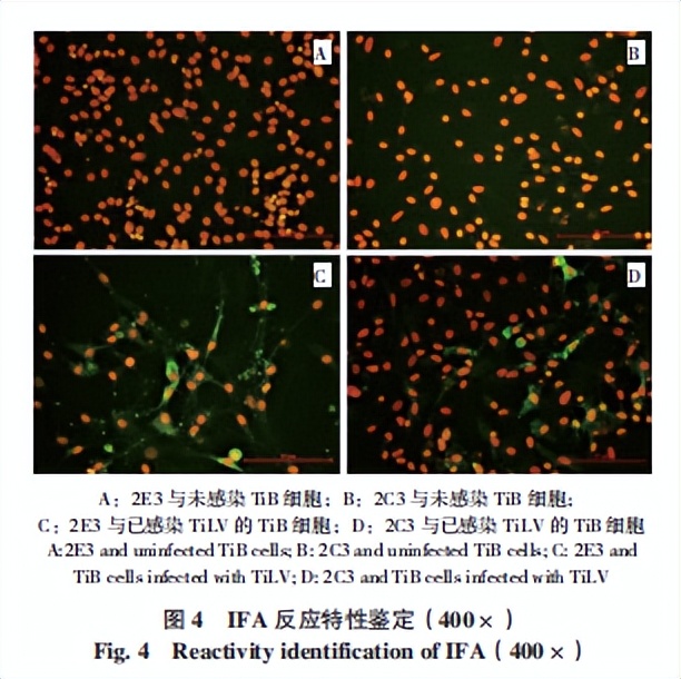 罗非鱼感染嗜水气单胞菌怎样治疗,罗非鱼病毒