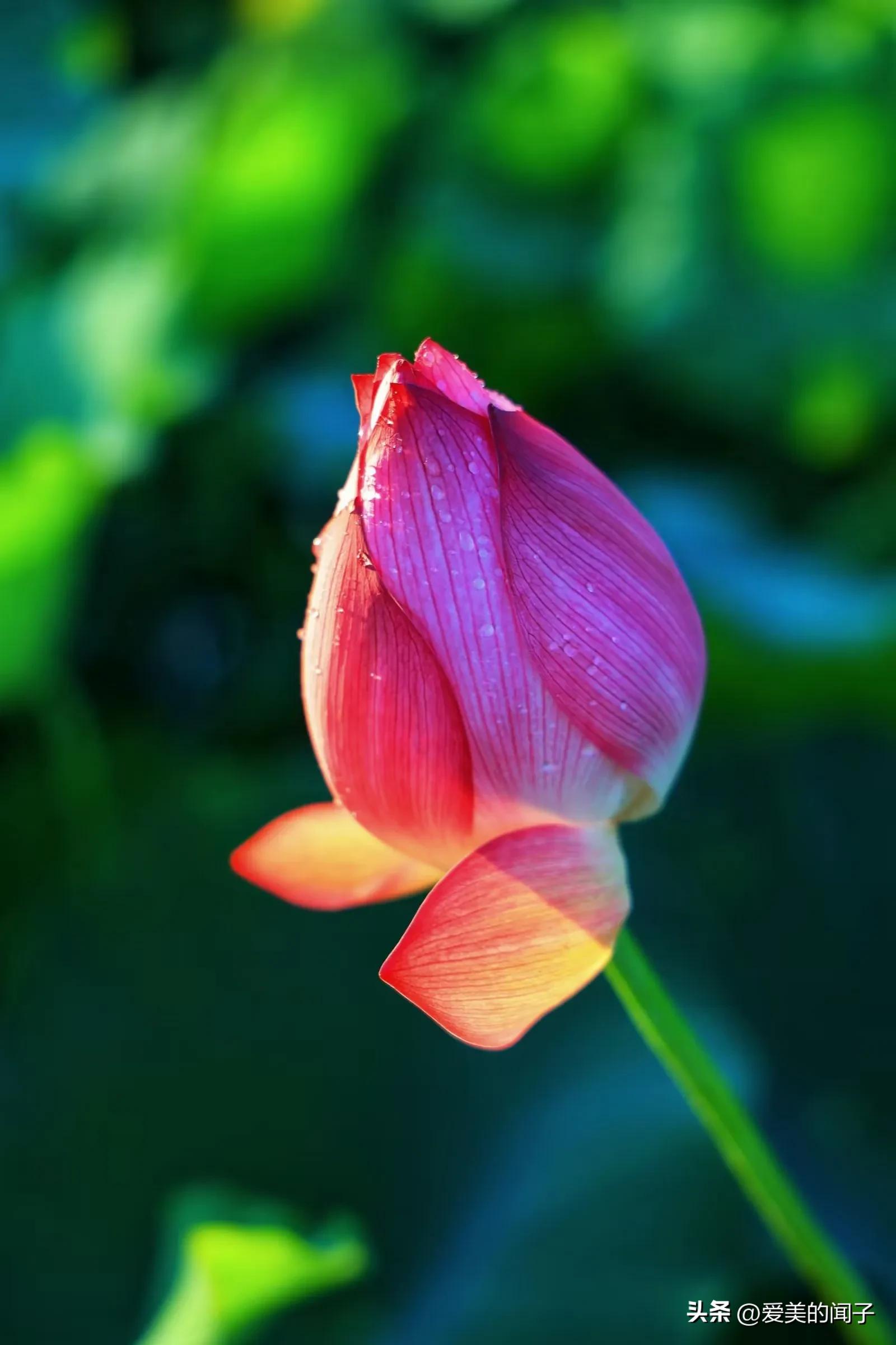 荷花仙子美得让人醉,夏日的荷花美景为你带来凉爽