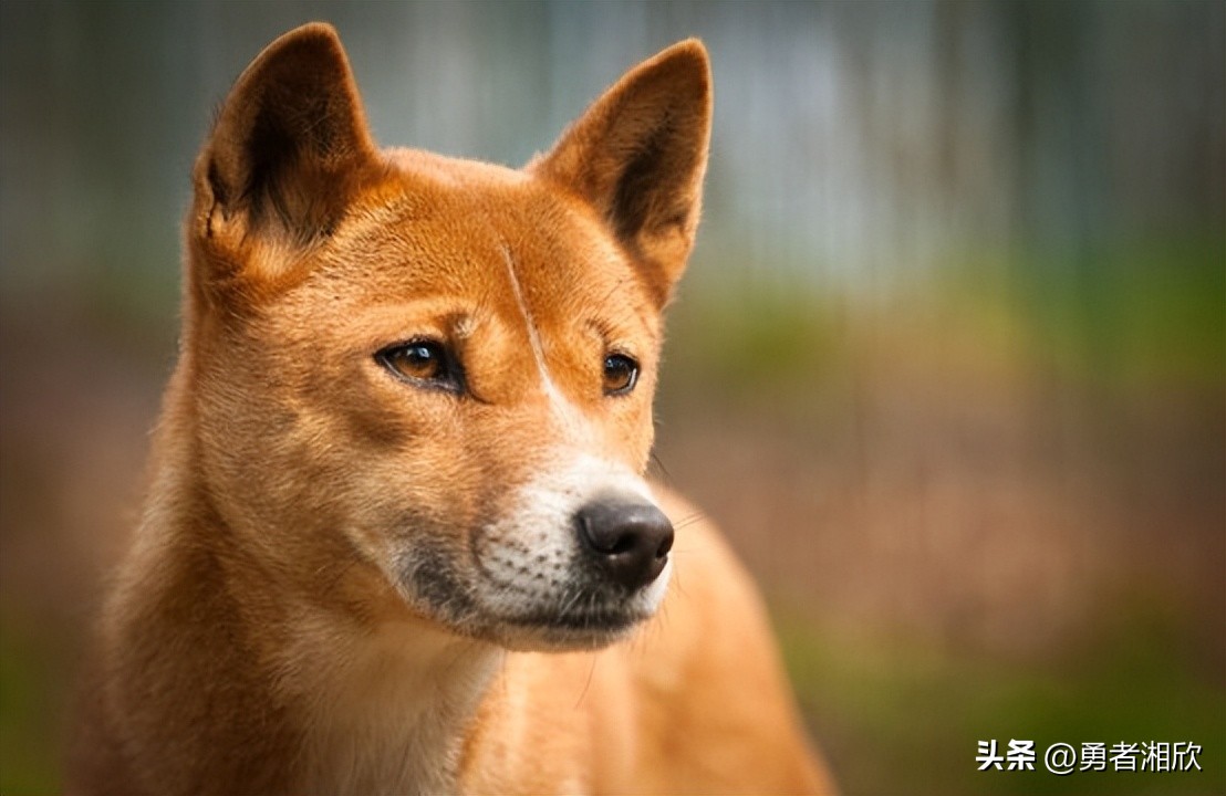 常见的20种宠物狗的介绍图片,最可爱的十种宠物狗种类