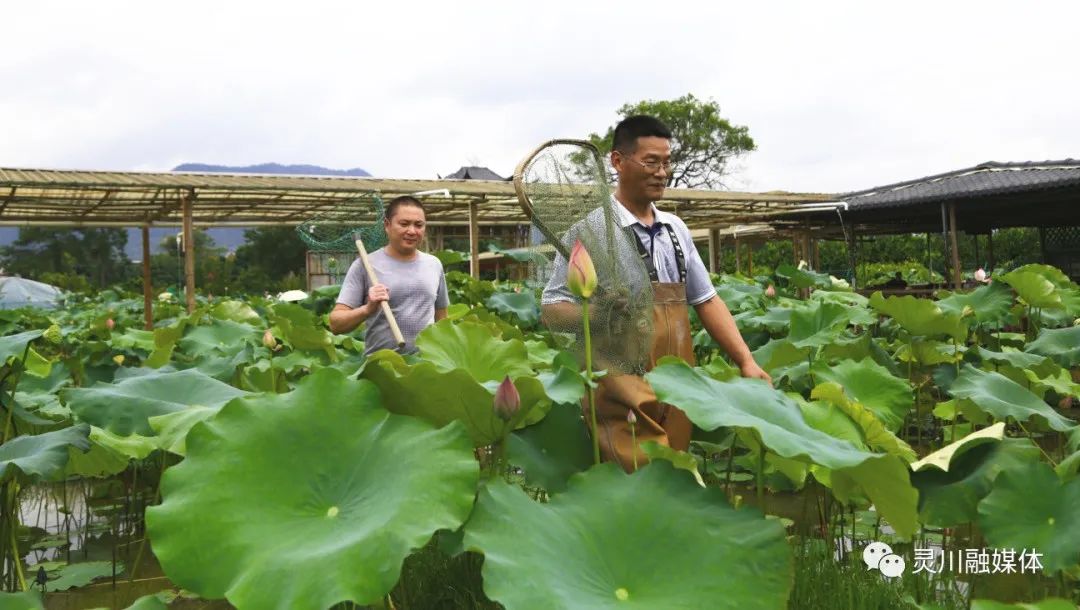 灵川廉政文化村,清廉乡村建设廉政文化