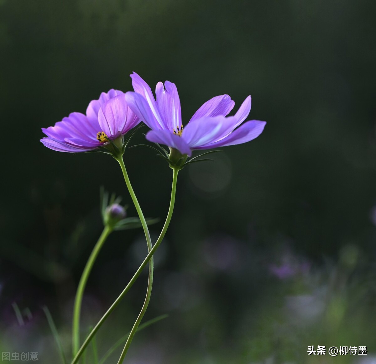 手机拍摄花朵的摄影技巧,拍照技术技巧花朵