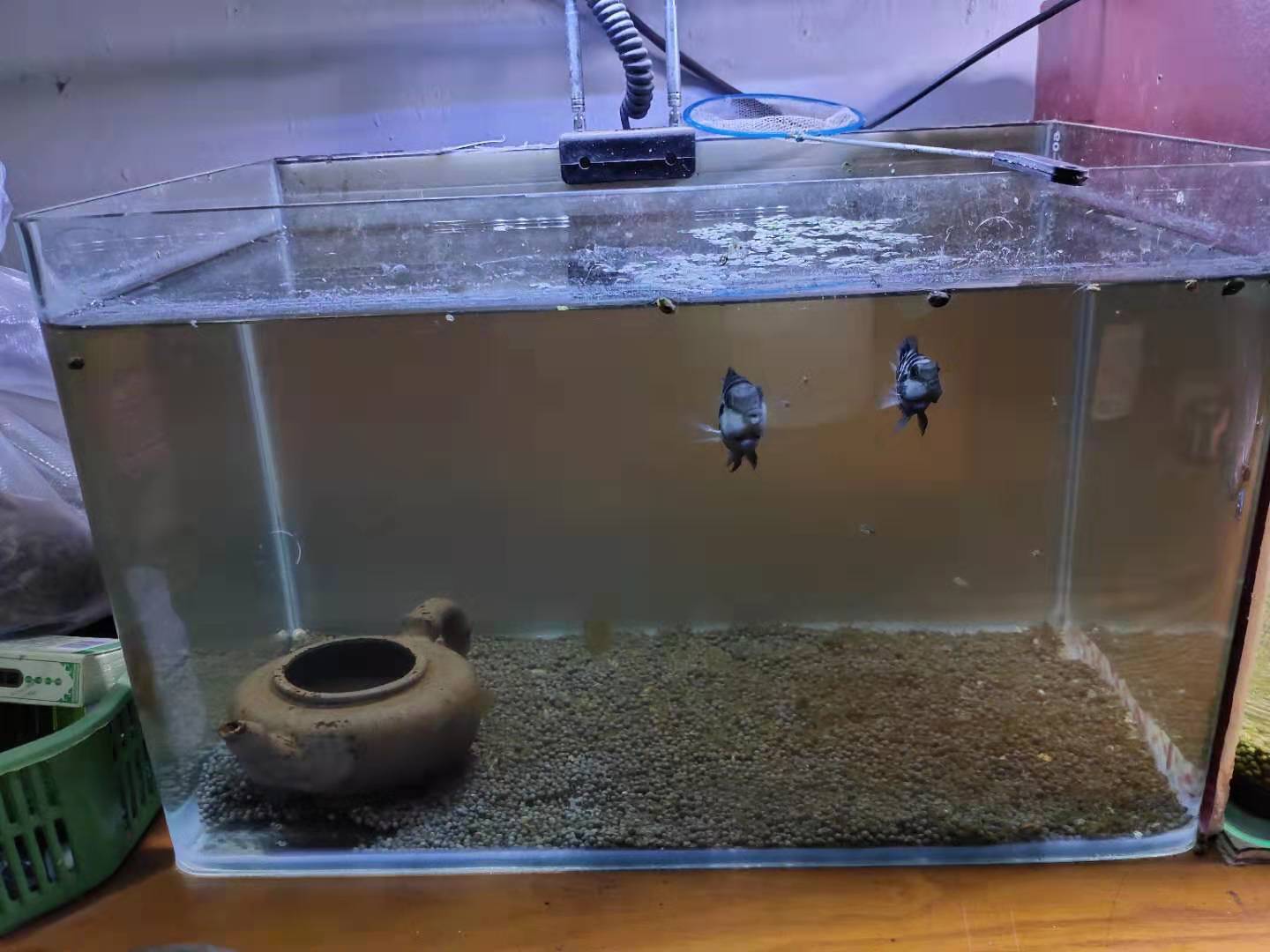 鱼缸陶粒和河沙哪个好,用沙子过滤鱼缸