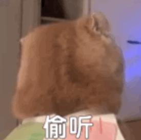 不懂球也看世界杯,不懂球但看世界杯