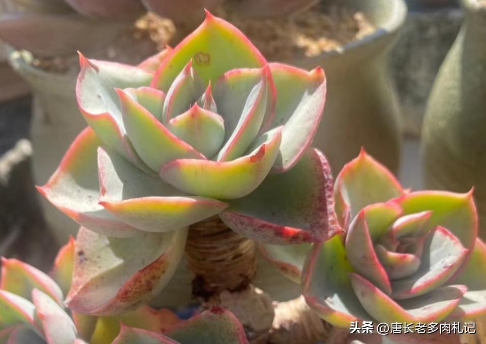 多肉达芬奇密码群生老桩,多肉达芬奇密码好养吗