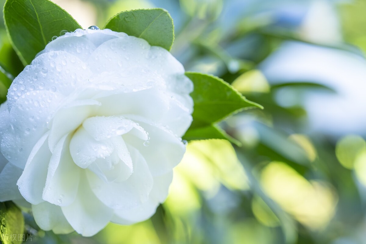 9块9包邮的茶花,一元秒杀包邮茶花