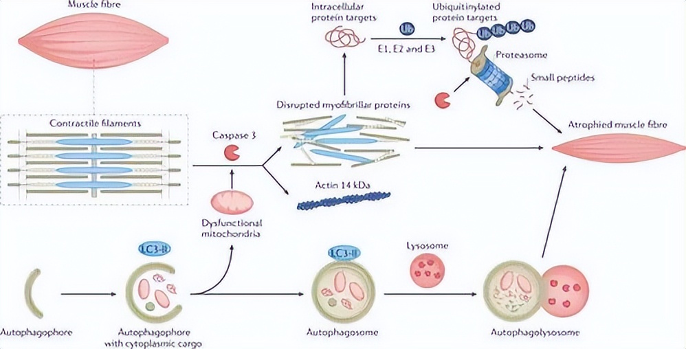 ZIP转运蛋白内部锌摄取的组氨酸突变体细胞活性自我调控机制