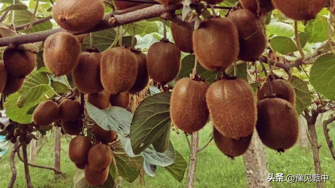 陕西眉县旅游推荐,西安眉县一日游攻略