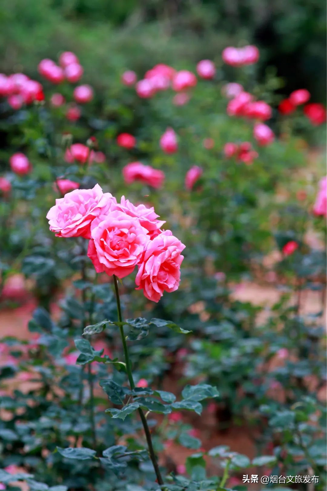 烟台值得去的公园,烟台旅游指南探索烟台最美景点