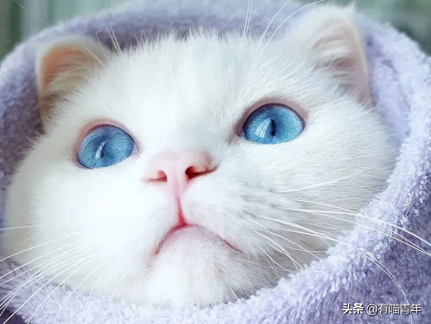 流泪猫猫头原图,最近猫猫头为什么这么火