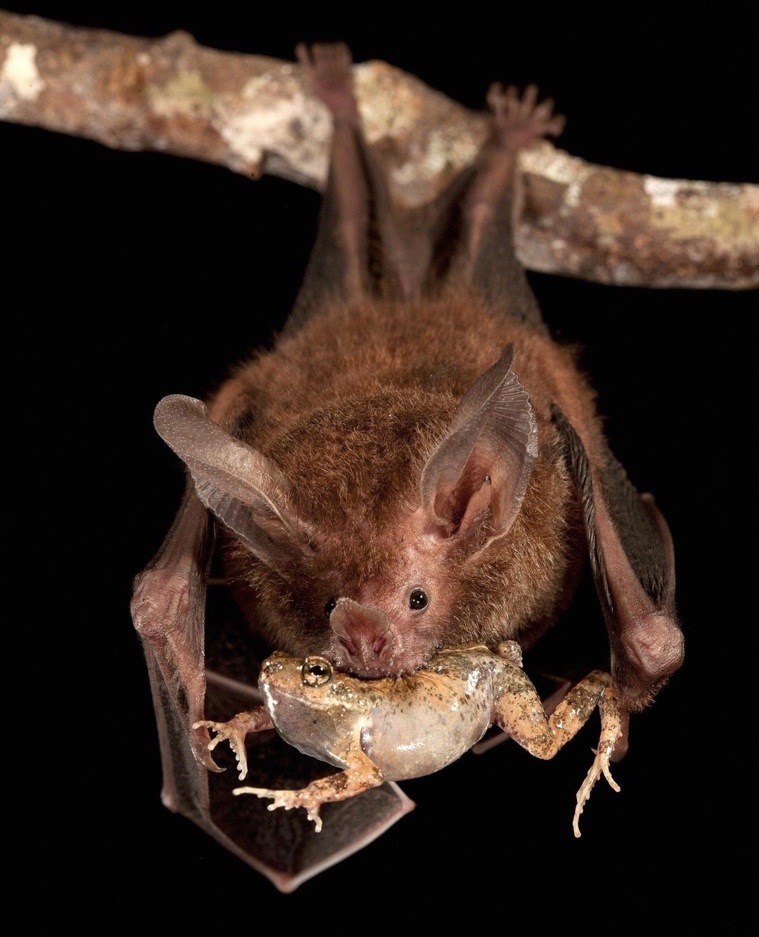 体型最大的乌龟有多大图片,背扁平的乌龟是什么龟