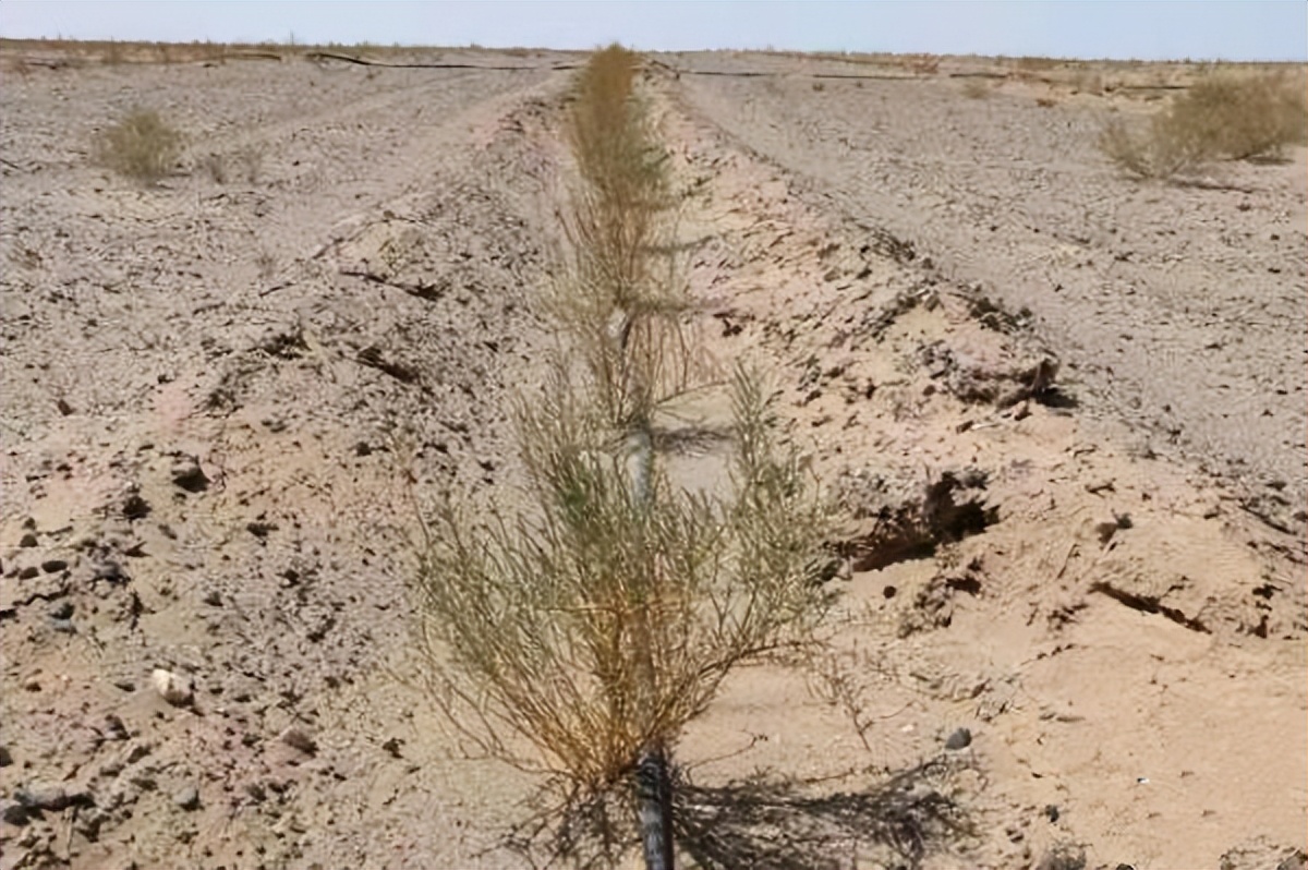 西北荒漠化防治,酒泉防沙治沙和土地荒漠化防治