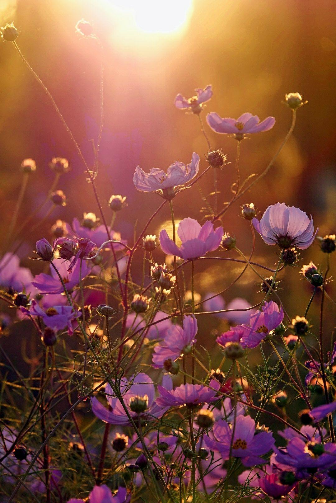 鐙嚜娓呮涓嶅康杩囧線,绻佸崕钀藉敖鍙効鏃跺厜闈欏ソ