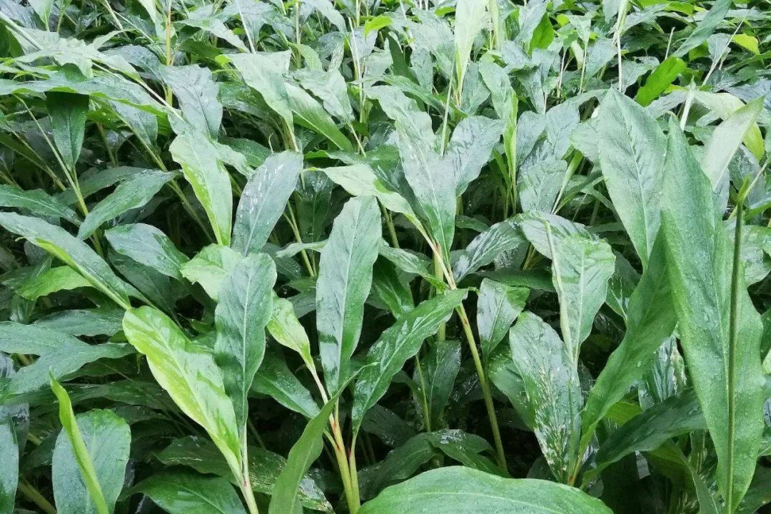 姜类香辛料都包含哪些种,12种必须了解的香料作用和用量