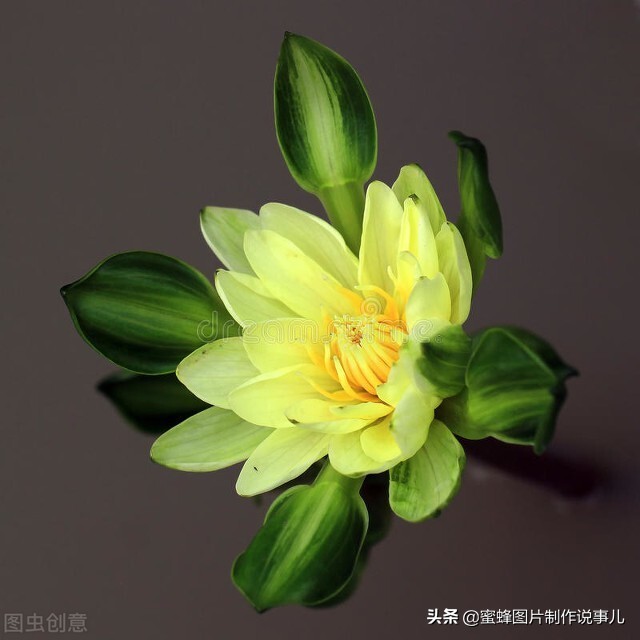 出淤泥而不染濯清涟而不妖深意,出淤泥而不染濯清涟而不妖相似词