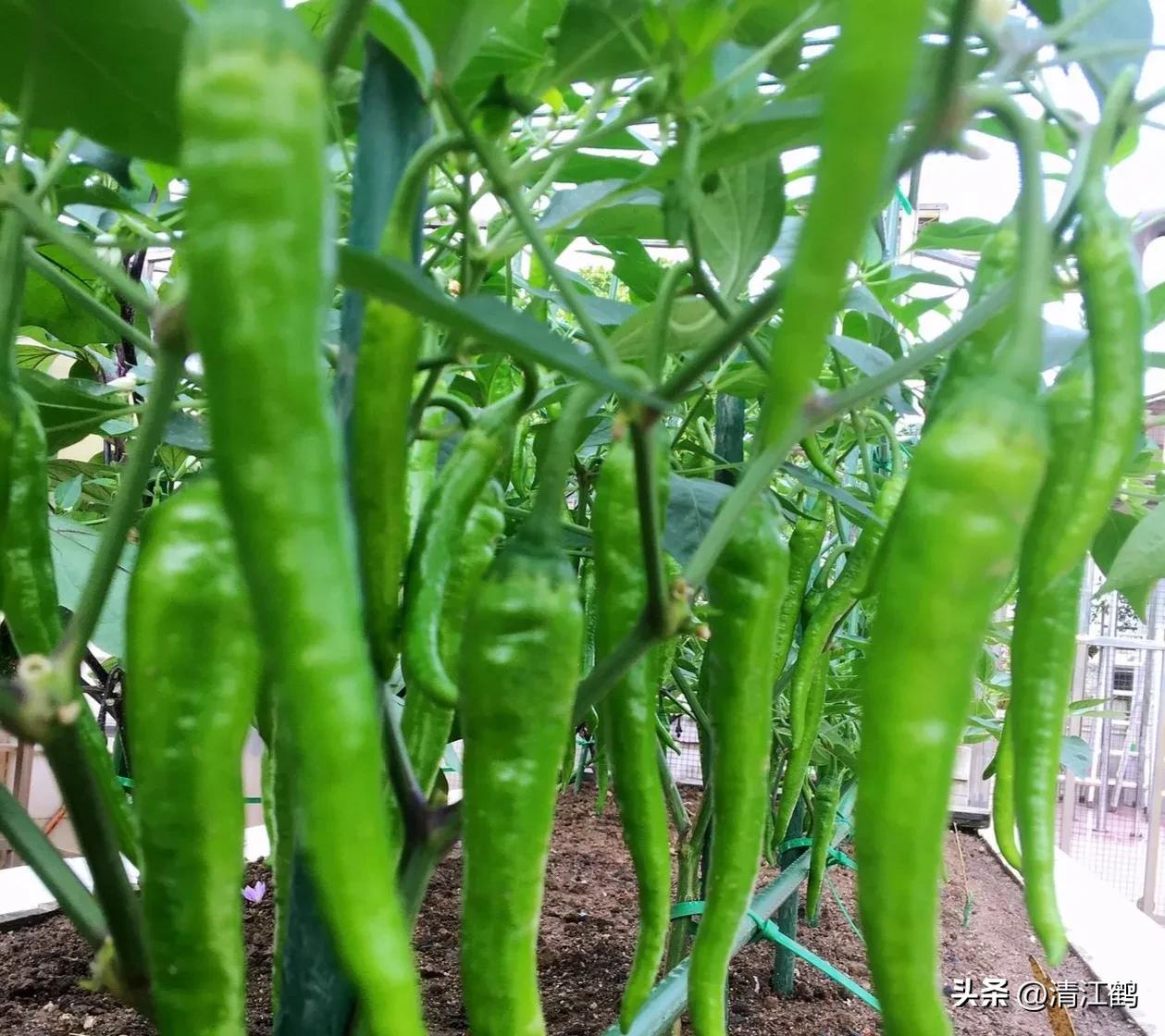 叶面肥增产技巧,叶面喷施肥助生长的配方