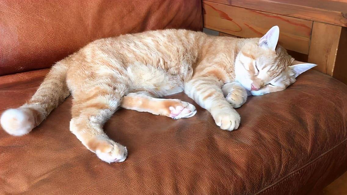 猫咪的迷惑行为和奇怪的睡姿,看猫咪的睡姿判断它的警惕性