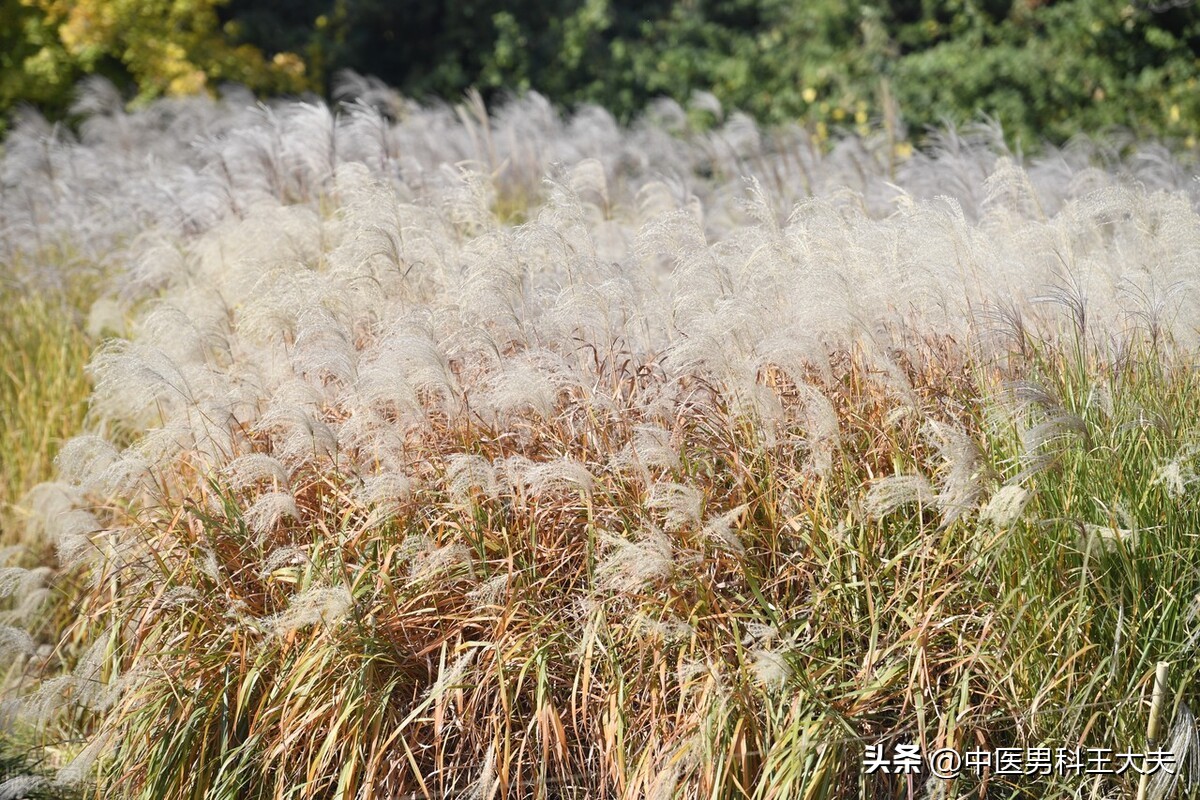 为什么男人得前列腺炎能自愈,男的炎症反反复复怎么根治
