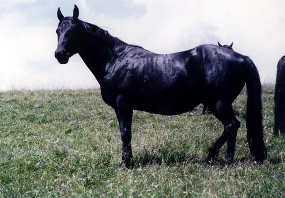 西域已经消失的民族,西域消失的民族