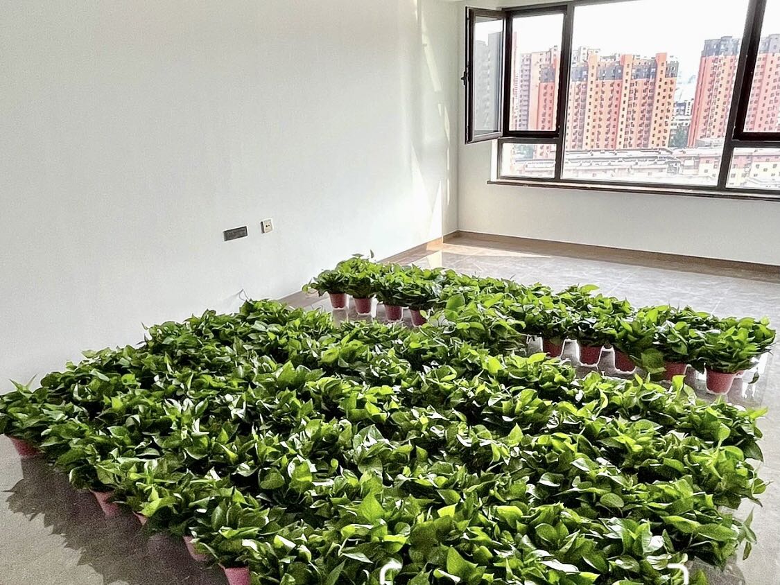 除甲醛最好植物盆景,除甲醛的植物有哪些啊