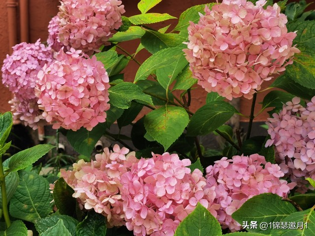 落英缤纷头条文章,落英缤纷芳草鲜美