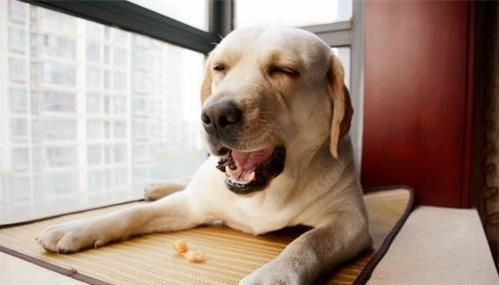 不建议饲养拉布拉多犬的几个理由,养拉布拉多不得不知的6件事