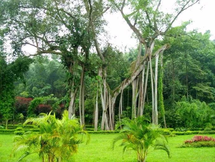 云南西双版纳旅游攻略app,云南西双版纳旅游攻略自由行12月