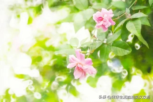 勇者永不屈服英文,勇者永不退缩作文