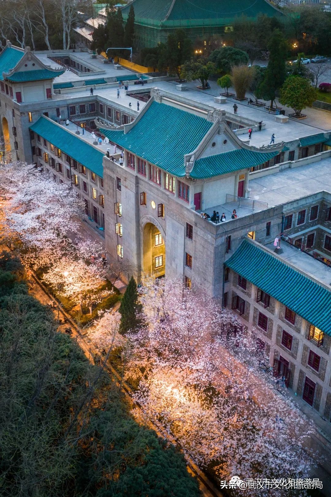 武汉不花钱看樱花地点,来武汉一定要看两坝一峡登黄鹤楼