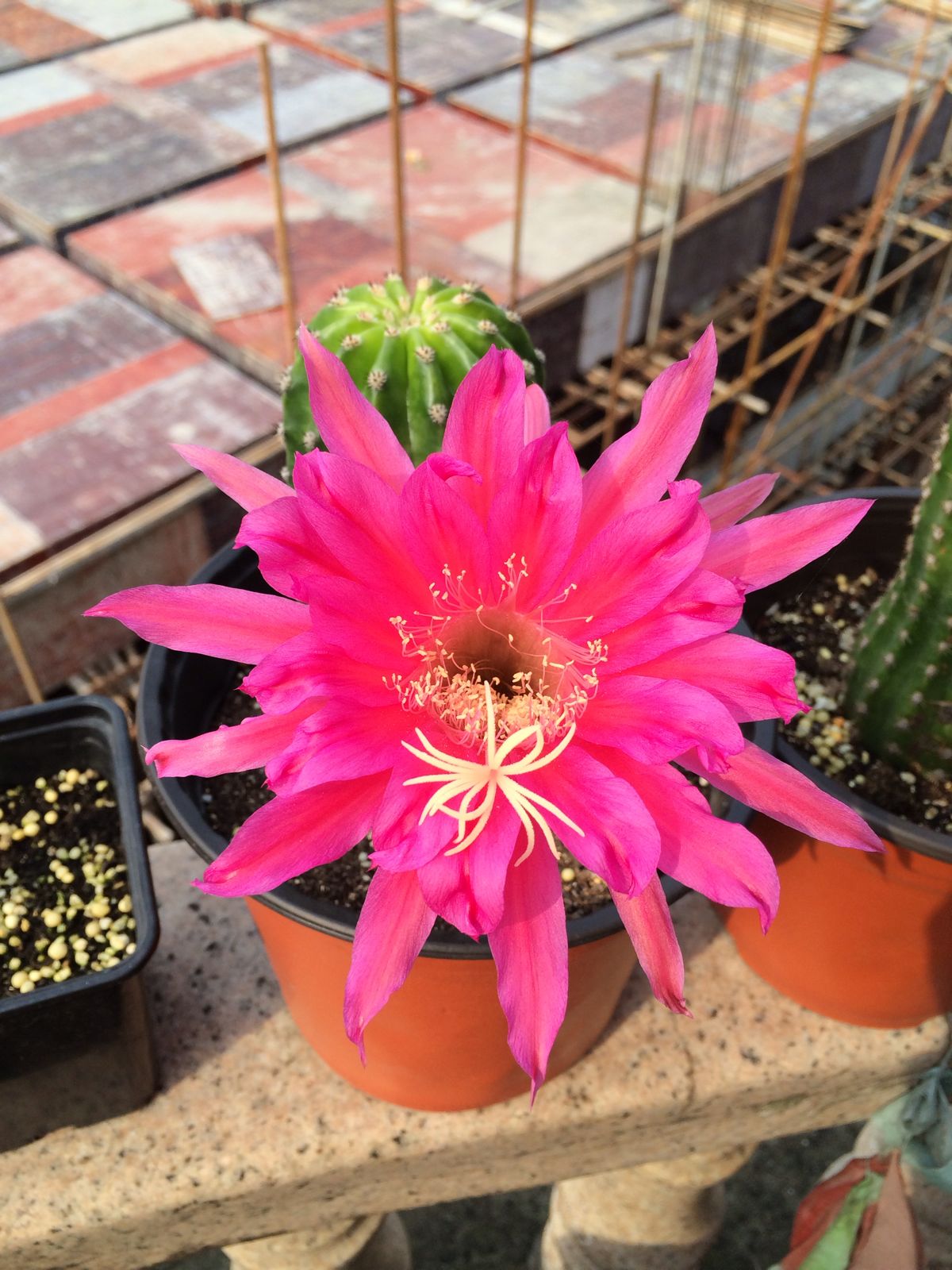 毛花柱仙人球品种大全,顶级精品仙人球花